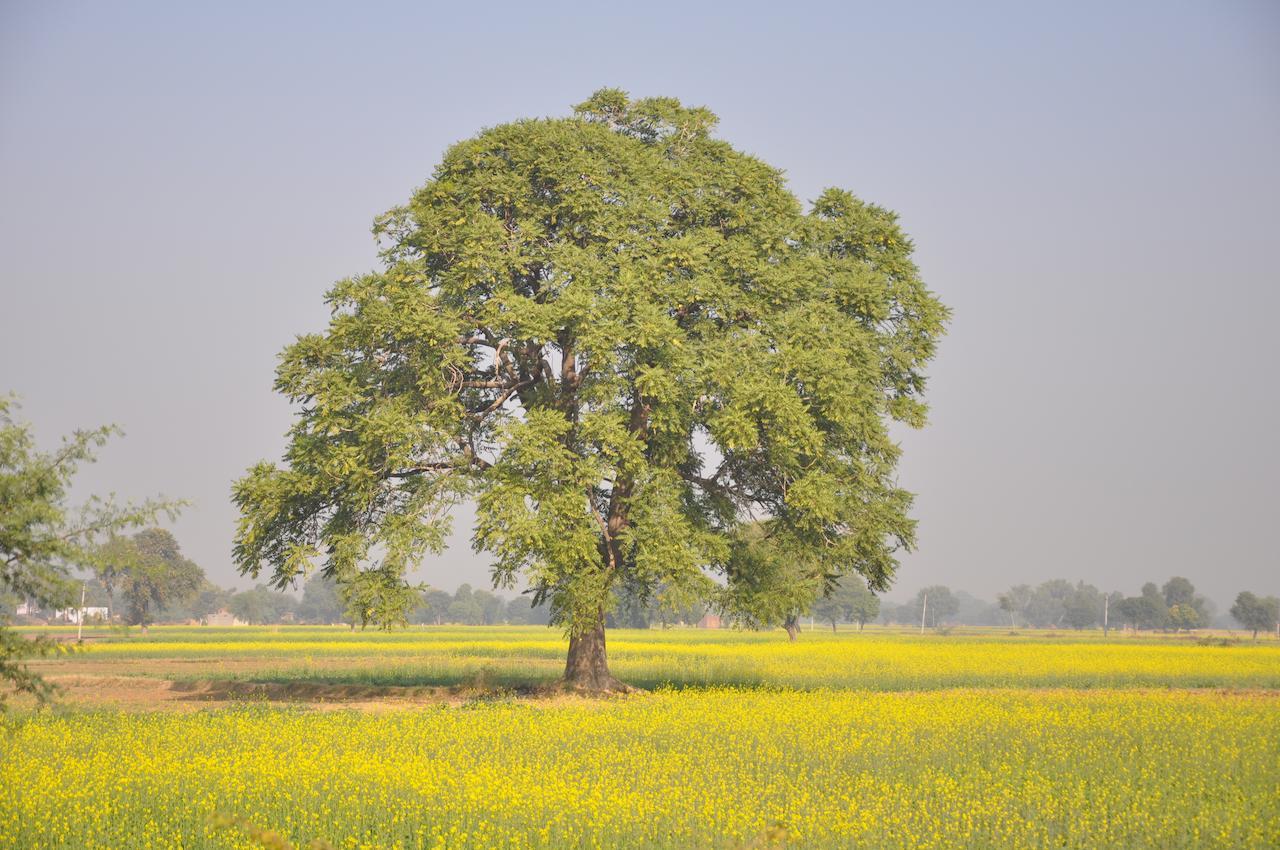 Amritara Chandra Mahal Haveli, Bharatpur Dış mekan fotoğraf